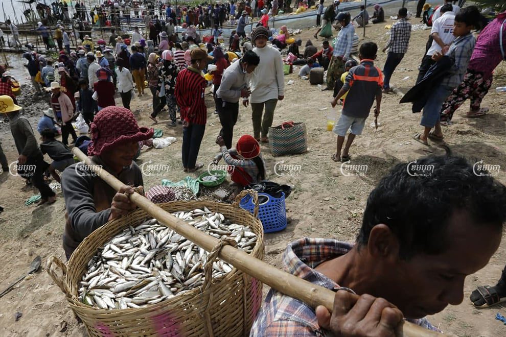 Prahok manufacturers have complained of high fish prices and the maturity of the fish, as procurement for prahok production kicked off this month. Panha Chhorpoan