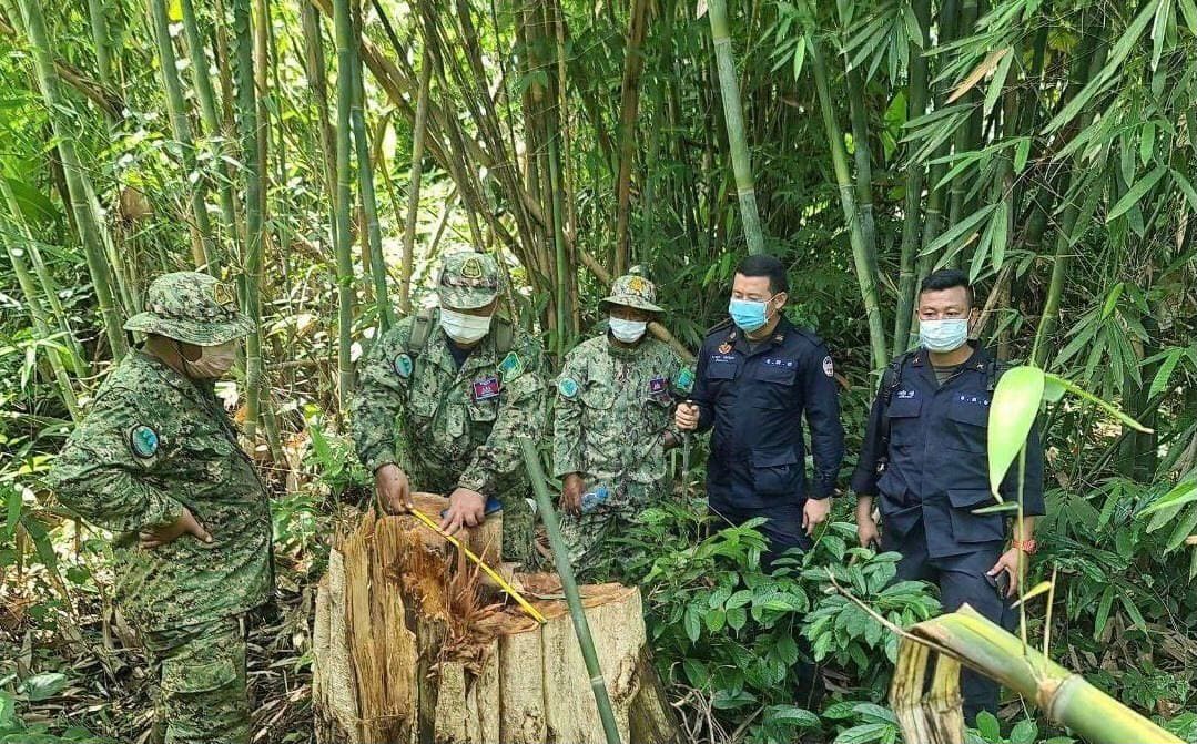 Environment and military officials measure a tree stump in Mondulkiri. Photo posted on the National Military Police's Facebook page.