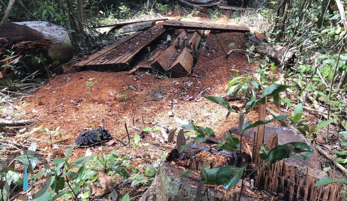 Cut logs discovered by an environmental patrol inside protected community forest in Kratie, August 18, 2021. CYN