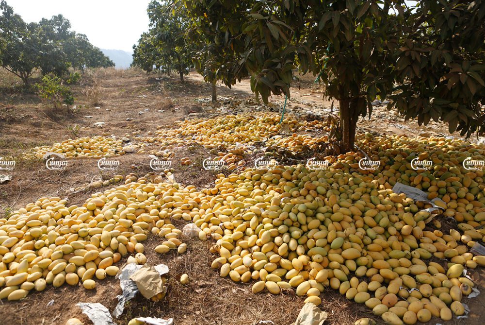 Ripe mangoes left in piles earlier this year at a farm in Kampot province due to weak prices. Photo taken March 18, 2021. CamboJA/ Panha Chhorpoan