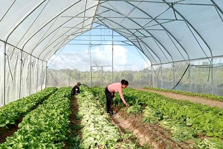 Farmers harvest their vegetable in Kampong Thom province. Photo taken in 2021, supplied.