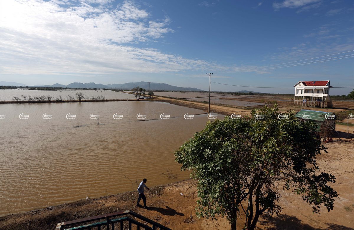 A general view of the rice paddy fields on the Tonle Sap lake at Samraong Sen village in Kampong Chhnang province. Picture taken December 20, 2021. CamboJA/ Pring Samrang