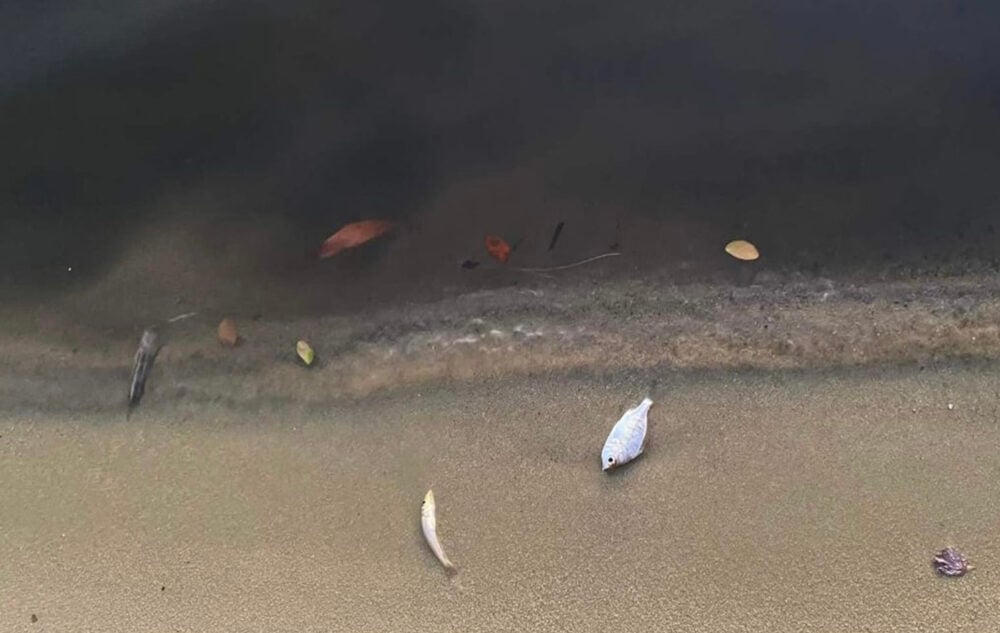 Dead fish can be seen along the bank of the creek in Kampot city, emitting a bad stench, February 2022. Picture supplied.