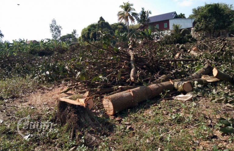 A farmer cuts down mango trees at a farm in Prek Sdey commune, Kandal province's Koh Thom district. Photo taken on February 20, 2022. An Vicheth