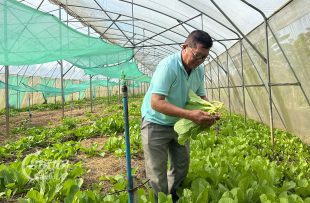 Phai Bros harvesting his organic vegetables at Svay Chuor village, Kaoh Khael commune, Sa’ang district of Kandal province on June 15, 2022. CamboJA/ Try Thaney