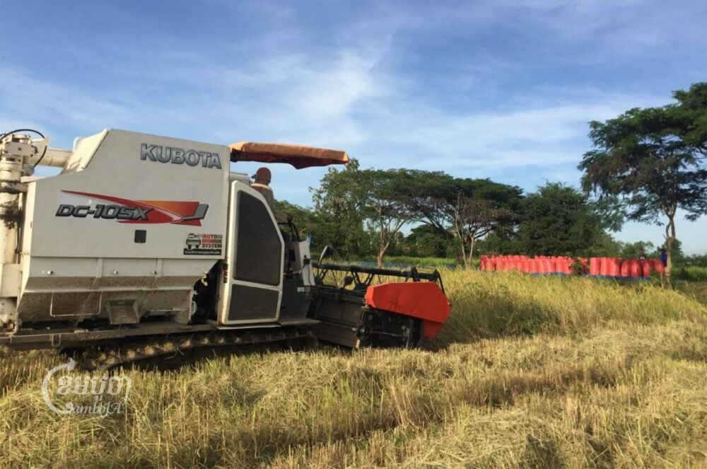 Farmers harvest rice in Battambang province’s Bavel district on November 20, 2022. (CamboJA)
