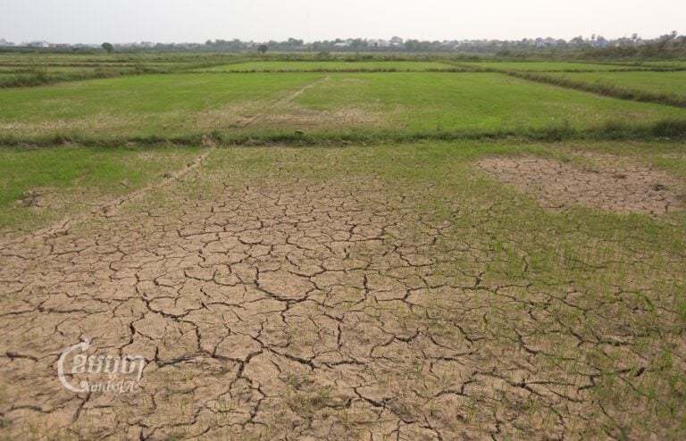 Paddy fields in Kandal province on April 10, 2023. (CamboJA/ Pring Samrang)
