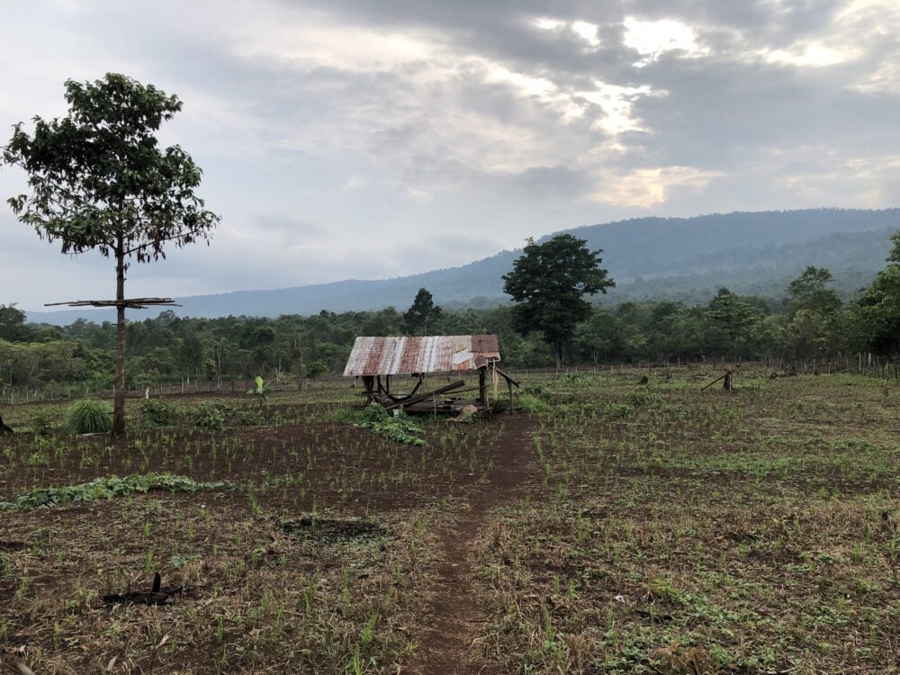 A farm run by Chorng indigenous people that uses rotational crop planting, in Areng Valley, Koh Kong province, 2023. (CamboJA)