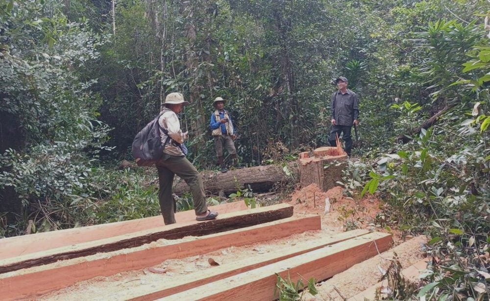 Activists came upon the planks which were cut from big trees in Prey Lang Wildlife Sanctuary where illegal logging has risen drastically over the years, 26 November 2023. (Supplied)