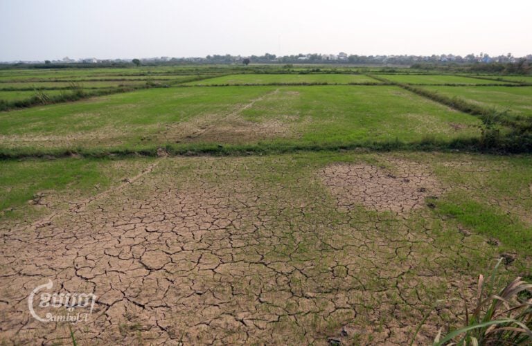 View of paddy fields in Kandal province on April 10, 2023. (CamboJA/ Pring Samrang)