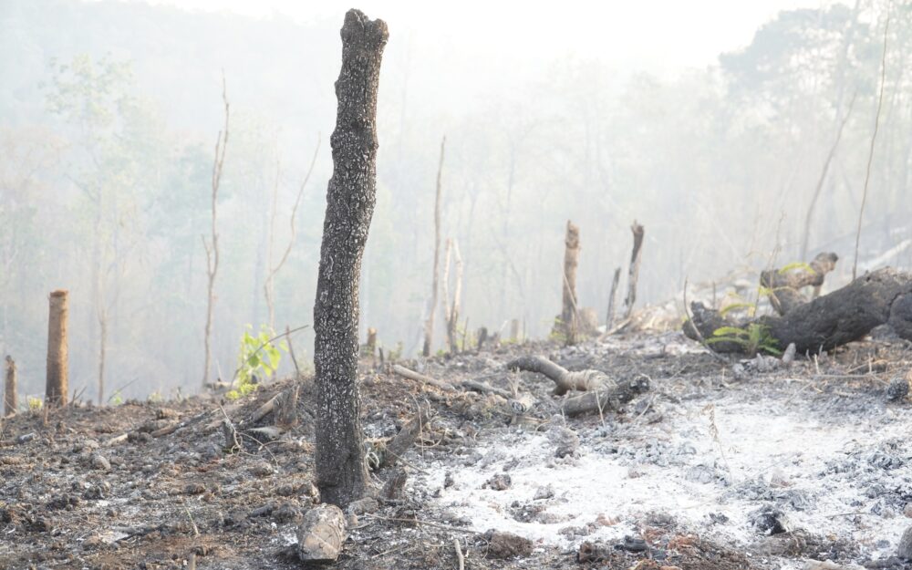 Recently burned and cleared lots, to be made into farmland, in Sokdom commune’s Laoka village farmsite on March 19, 2024. (Meng Kroypunlok)