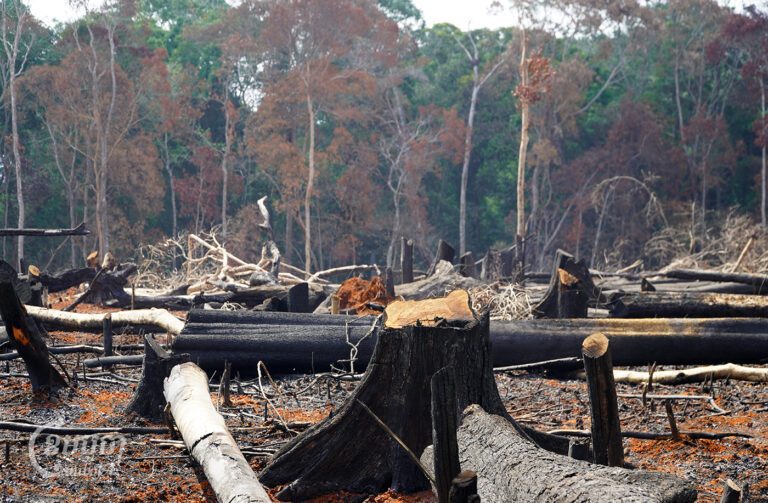 A recently cleared plot of land that will be used by Indigenous Bunong residents for farming inside the Pu Traeng community forest in Dak Dam commune on March 20, 2024. (Meng Kroypunlok)