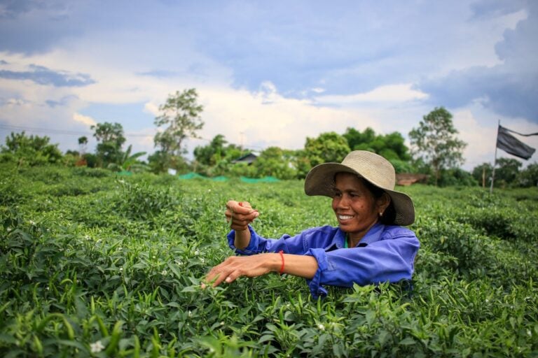 A female farmer harvesting chili in her farm. (Cambodia Harvest)