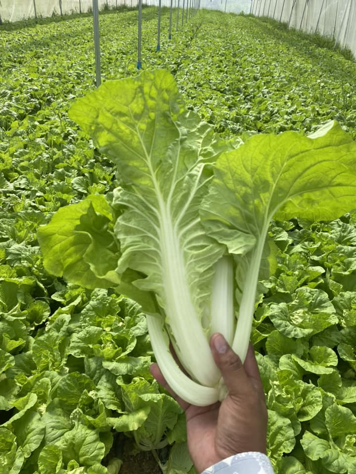 Farmer Choeun Tithya posted a photo on his Facebook page showing his curly cabbages, which are in season but have no market.