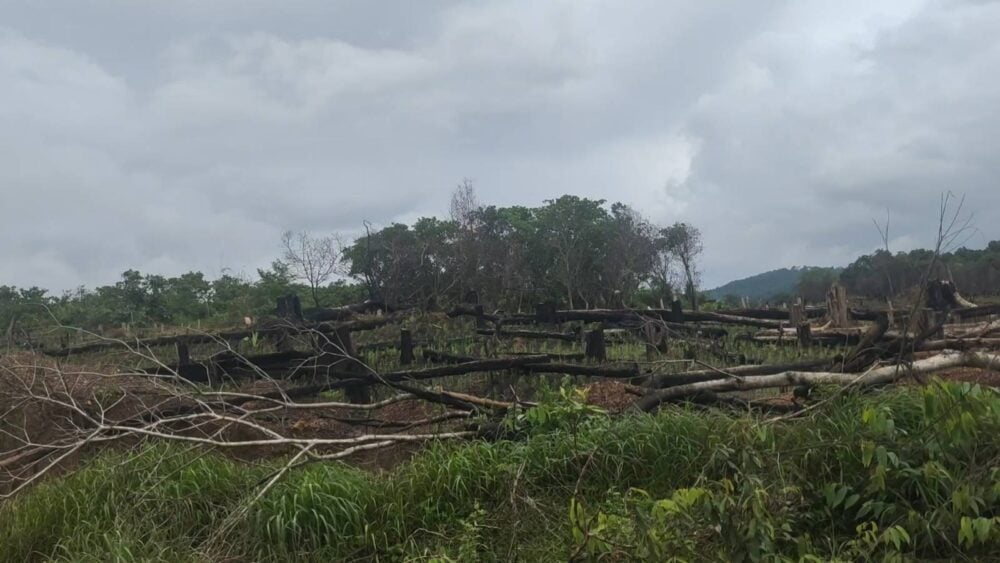 Farmland of indigenous Prao people in Ta Bok village, Ta Veng Leu commune, Ta Veng district, Ratanakiri province on July 21, 2024. (CamboJA/ Pou Soreachny)