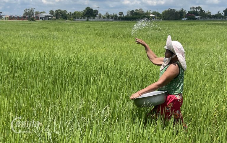 A farmer spreads fertilizer in her rice field in Svay Rieng province on September 28, 2024. (CamboJA/Pring Samrang)
