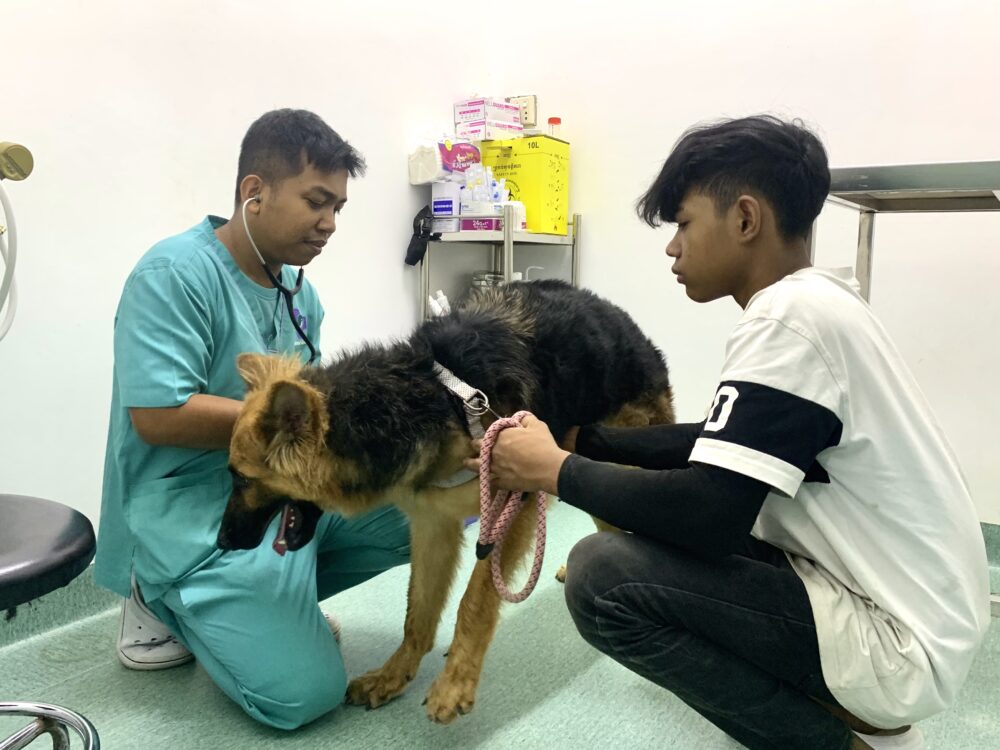A German shepherd suffering from reduced appetite is getting checked by a vet at a pet clinic in Phnom Penh. (Ung Sokim)