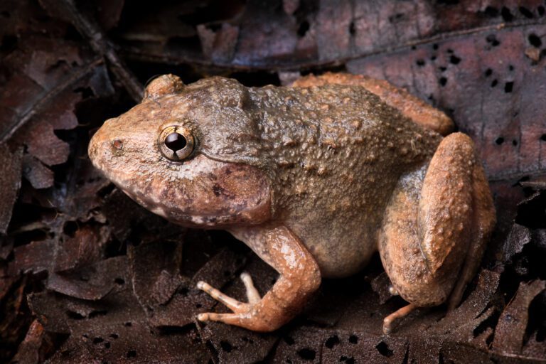 An Annam wart frog in Cambodia's Virachey National Park. A years-long survey of a Cambodian national park has revealed endangered species never before recorded in the country, highlighting the need for greater conservation efforts, environmentalists said January 22. (AFP/Fauna and Flora/Jeremy Holden)