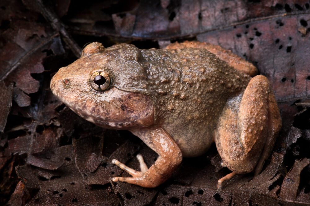 An Annam wart frog in Cambodia's Virachey National Park. A years-long survey of a Cambodian national park has revealed endangered species never before recorded in the country, highlighting the need for greater conservation efforts, environmentalists said January 22. (AFP/Fauna and Flora/Jeremy Holden)