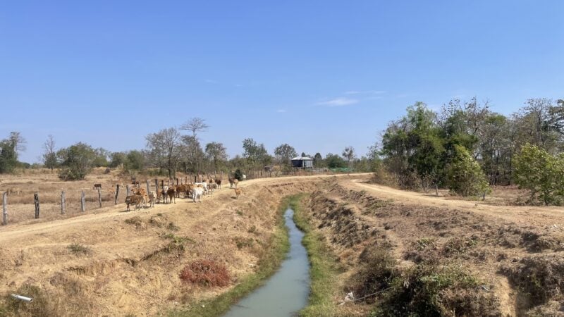 A Canal in Samkouy village, Stung Treng province, crucial for local irrigation, nearly dries up during the dry season, impacting water availability for agriculture. Photo taken on February 21, 2025. (Eung Sea)