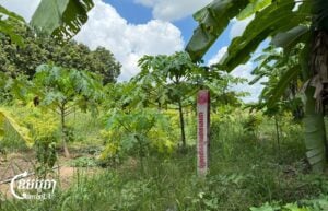 A boundary marker for the Funan Techo Canal project stands in farmland in Kien Svay district, Kandal province. Photo taken May 6, 2025. (CamboJA/Seoung Nimol)