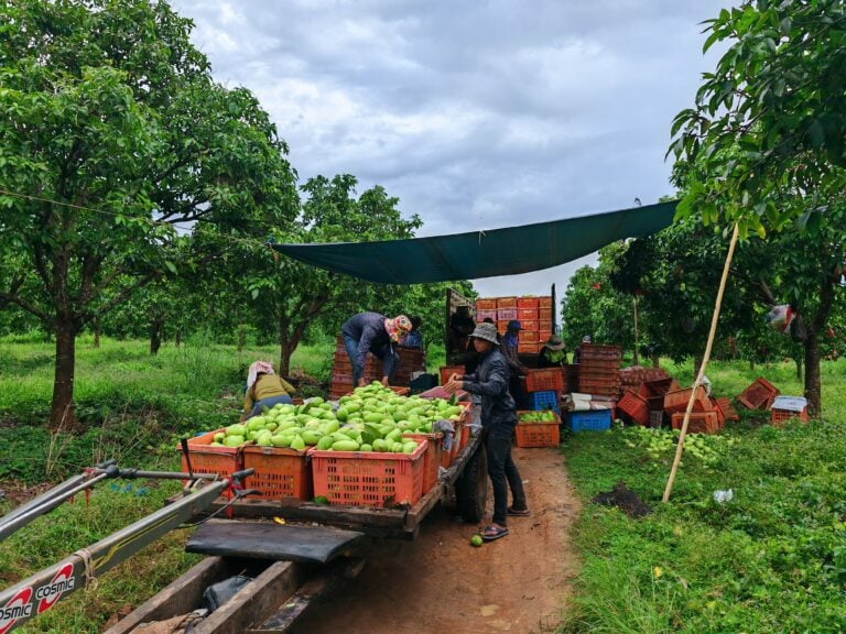 Workers harvest mangoes in a farm in Kampot province in October 2024. (Supplied)