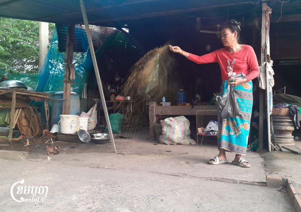 Nov Thida feeding rice to chickens in south Sra Em village in Choam Ksant district, Preah Vihear province on August 16, 2025. (CamboJA/Va Sopheanut)