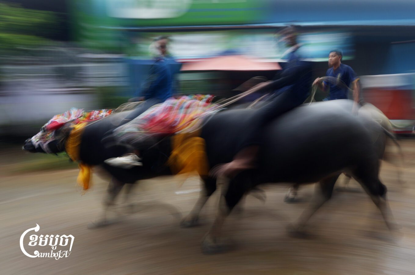 Villagers participate in a buffalo race to celebrate Pchum Ben festival in Vihear Sour village, Kandal province on September 22, 2025. (CamboJA/Pring Samrang)