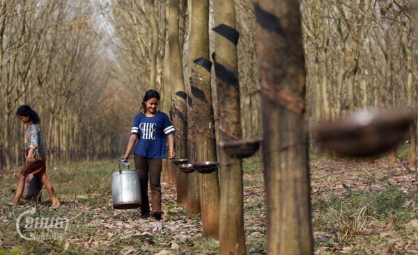 Workers at a rubber plantation in Tbong Khmum province, Feb. 10, 2019. (CamboJA/Pring Samrang)