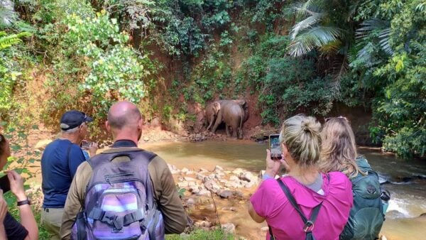 Guests view elephants at the EVP at a respectful distance, allowing natural behaviour, October 2025. (ELIE & the Elephant Valley Project)