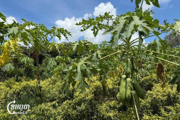Papaya and chili crops grow along the planned route of the Funan Techo Canal in Kien Svay district, Kandal province. The farmland is expected to be fully affected by the project. May 6, 2025. (CamboJA/Seoung Nimol)