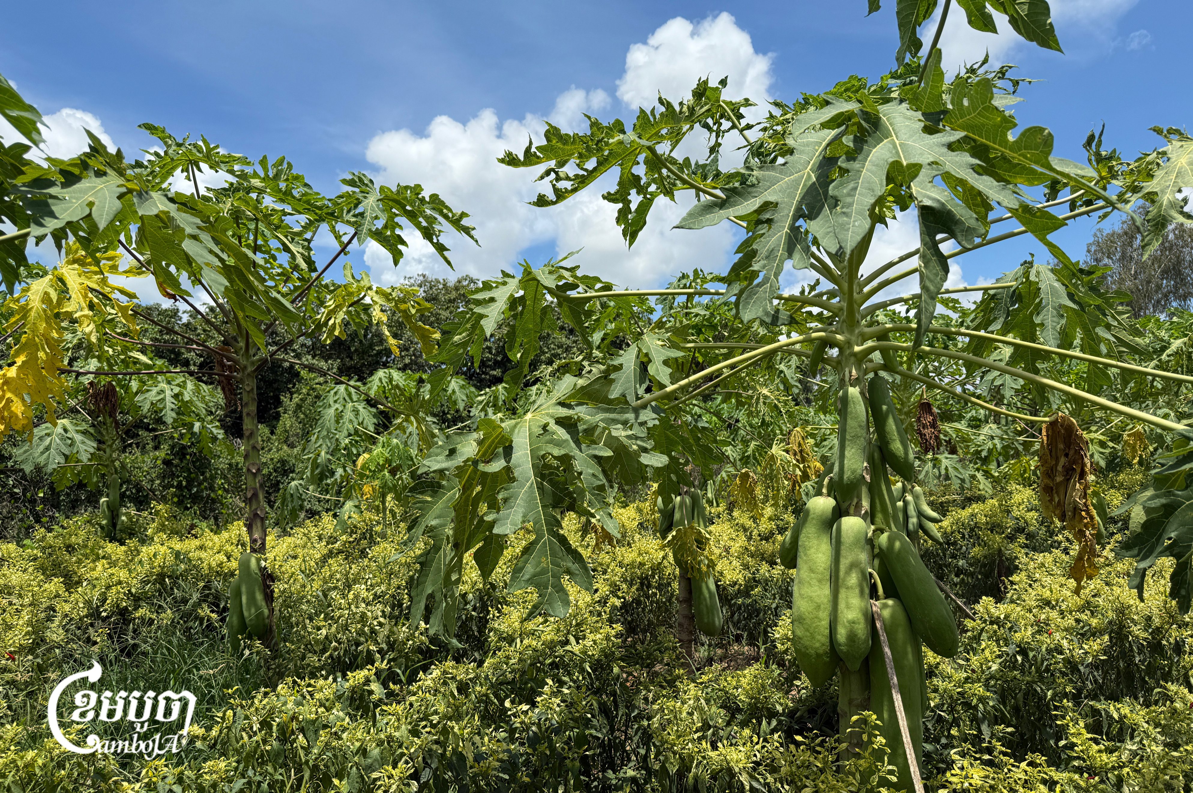 Papaya and chili crops grow along the planned route of the Funan Techo Canal in Kien Svay district, Kandal province. The farmland is expected to be fully affected by the project. May 6, 2025. (CamboJA/Seoung Nimol)