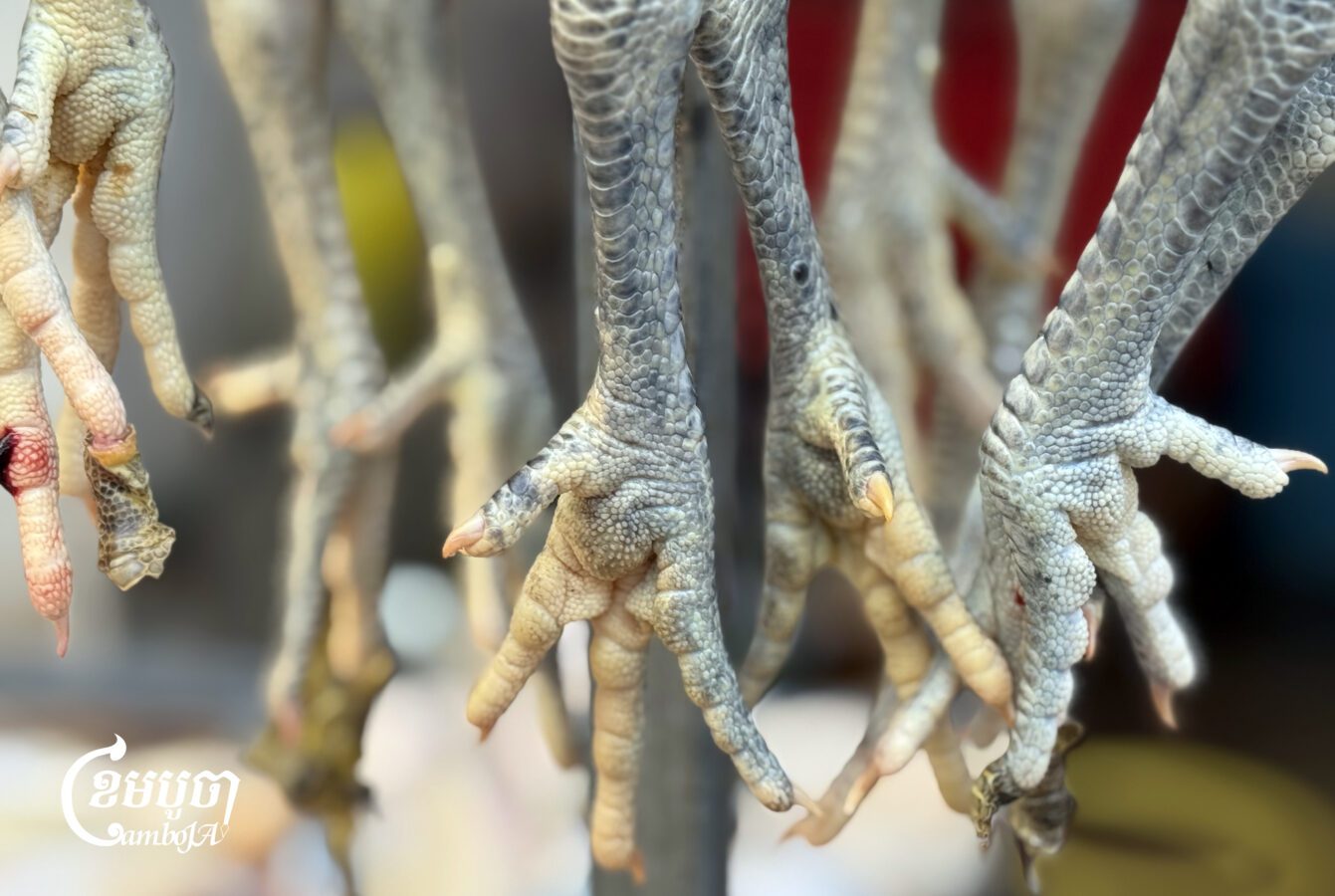 A vendor cleans chickens for sale to customers at a market in Phnom Penh on November 18, 2025, after Cambodian Ministry of Health issued a press release on November 15 about the death of a 22-year-old man from the H5N1 bird flu. (CamboJA/ Pring Samrang)