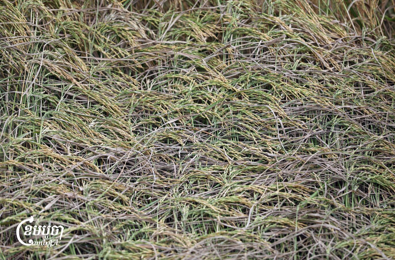 Farmers collect freshly harvested rice on the outskirts of Phnom Penh on November 11, 2025. Many people continue to be affected by the drop in prices, which have fallen to around 600 to 900 riel per kilogram. The government has injected $40 million through the ARDB to help rice millers buy rice and other crops at reasonable prices. (CamboJA/Pring Samrang)