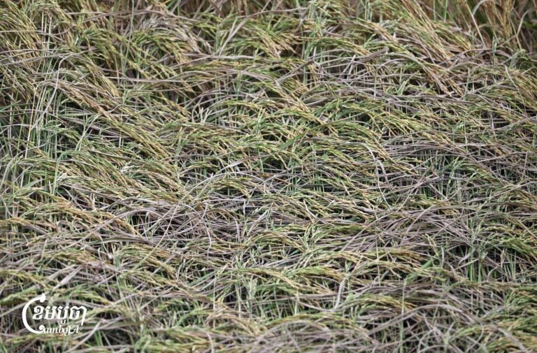Farmers collect freshly harvested rice on the outskirts of Phnom Penh on November 11, 2025. Many people continue to be affected by the drop in prices, which have fallen to around 600 to 900 riel per kilogram. The government has injected $40 million through the ARDB to help rice millers buy rice and other crops at reasonable prices. (CamboJA/Pring Samrang)